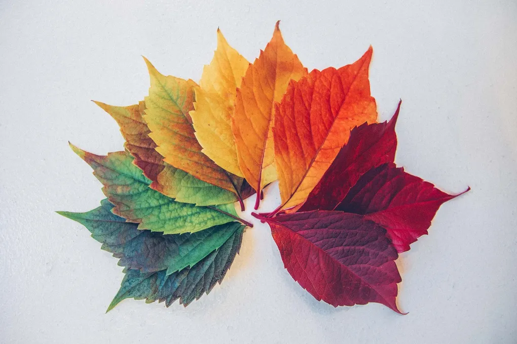 Seasonal Forecasting - A basic model in 4 steps
